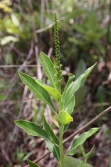 Sapium glandulosum