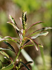 Sapium glandulosum