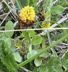 Trifolium spadiceum