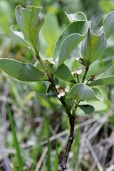 Psidium grandifolium