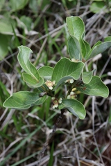 Psidium grandifolium
