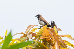 Lonchura leucogastroides