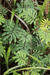 Mimosa diplotricha