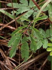 Mimosa diplotricha