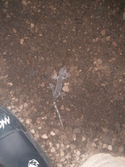 Gekko gecko