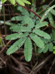 Mimosa diplotricha