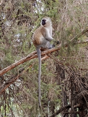 Chlorocebus pygerythrus hilgerti