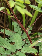 Mimosa diplotricha