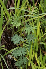 Mimosa diplotricha