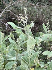 Verbesina microptera