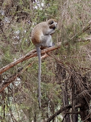 Chlorocebus pygerythrus hilgerti