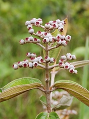 Miconia albicans