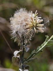 Pterocaulon rugosum