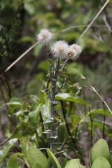 Pterocaulon rugosum