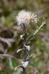 Pterocaulon rugosum