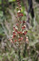Myrcia stricta