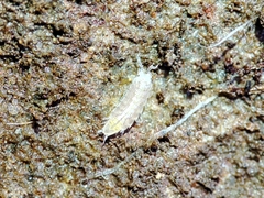 Trichoniscus pygmaeus