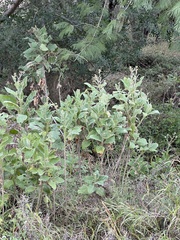 Verbesina microptera