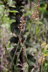Myrcia stricta