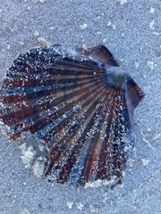 Pecten fumatus