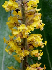 Byrsonima verbascifolia