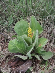 Byrsonima verbascifolia