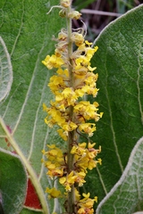 Byrsonima verbascifolia