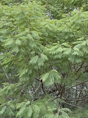 Leucaena pulverulenta