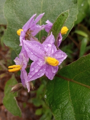 Solanum incanum