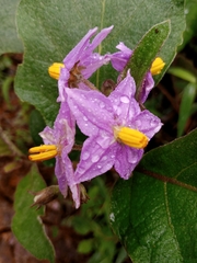Solanum incanum