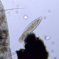 Paramecium