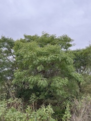 Leucaena pulverulenta