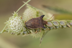 Caonabo pseudoscylax