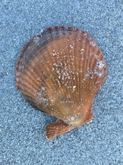 Mimachlamys asperrima