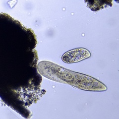 Paramecium