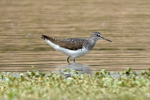 Andarríos grande (Tringa ochropus)