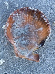 Mimachlamys asperrima