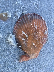 Mimachlamys asperrima