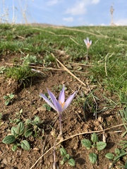 Crocus damascenus