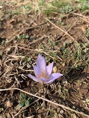 Crocus damascenus
