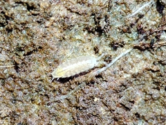 Trichoniscus pygmaeus