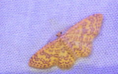 Polygrammodes eleuata