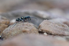 Cosmodela aurulenta
