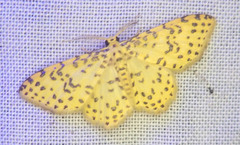 Polygrammodes eleuata