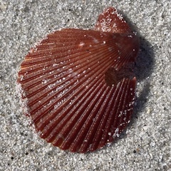 Mimachlamys asperrima