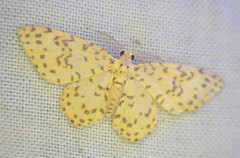 Polygrammodes eleuata