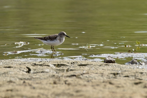 Correlimos de Temminck (Calidris temminckii)