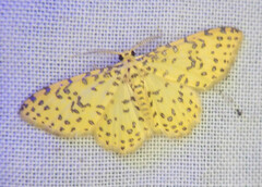 Polygrammodes eleuata