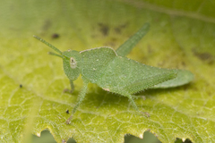 Xyleus discoideus