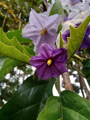 Solanum wrightii image